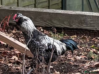 Mixed Breed livestock - Advert 6