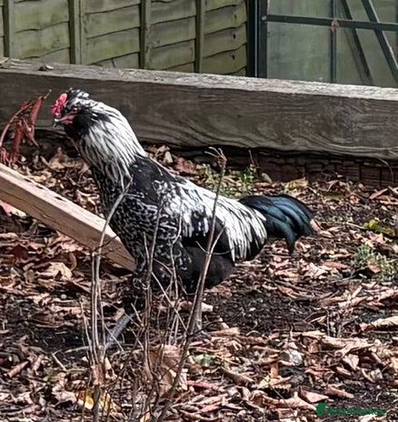 Mixed Breed livestock Cockerel - Advert 1