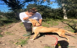 Pointer dogs for adoption: Einar, a gorgeous pointer mix - Image 5