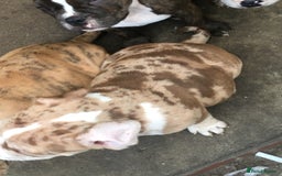 American Bully dogs for sale: Micro Merle bullys - Image 9