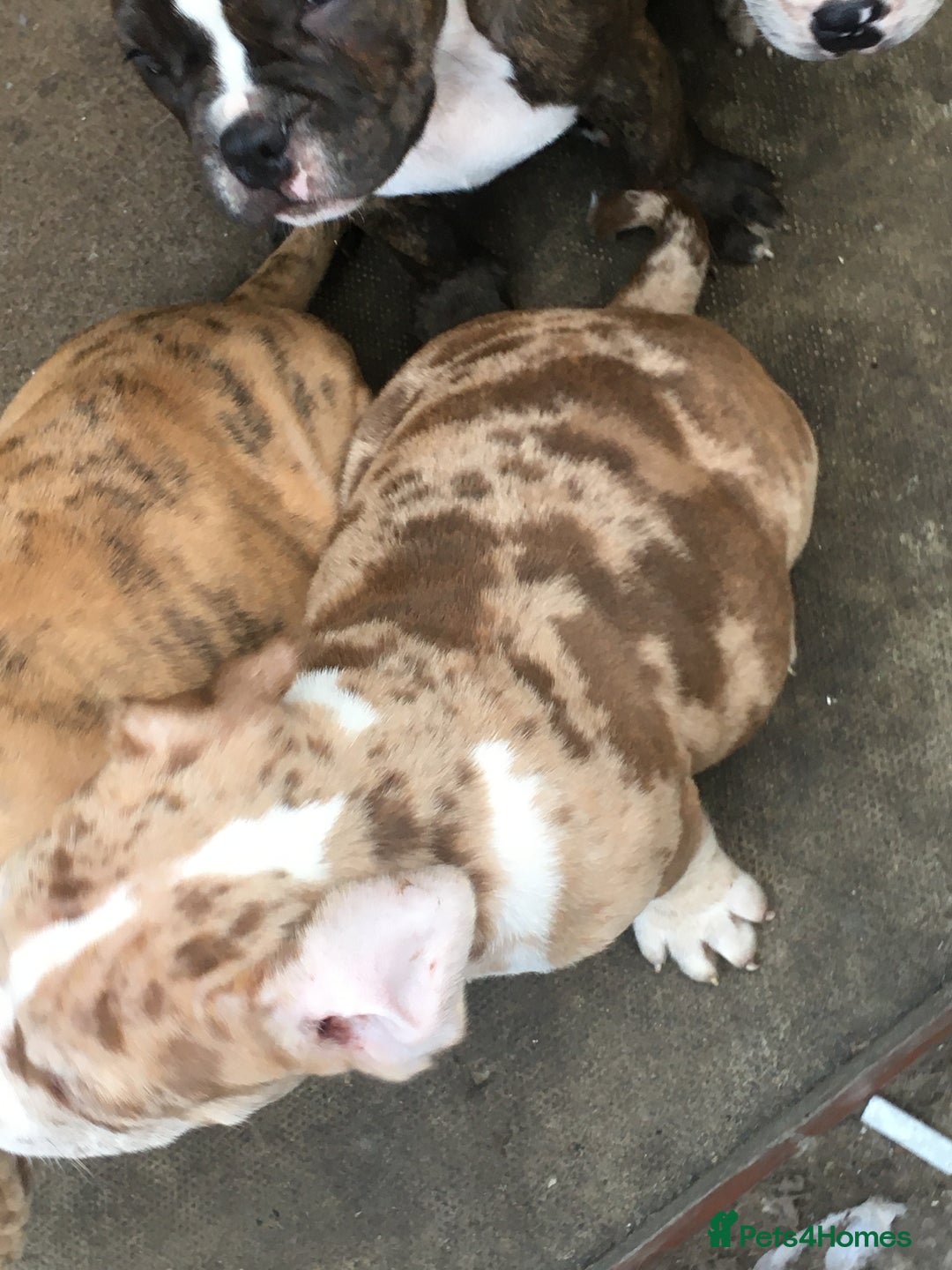 American Bully dogs for sale: Micro Merle bullys - Image 9