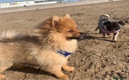 Pomeranian dogs for stud: Pomeranian Stud - Image 5