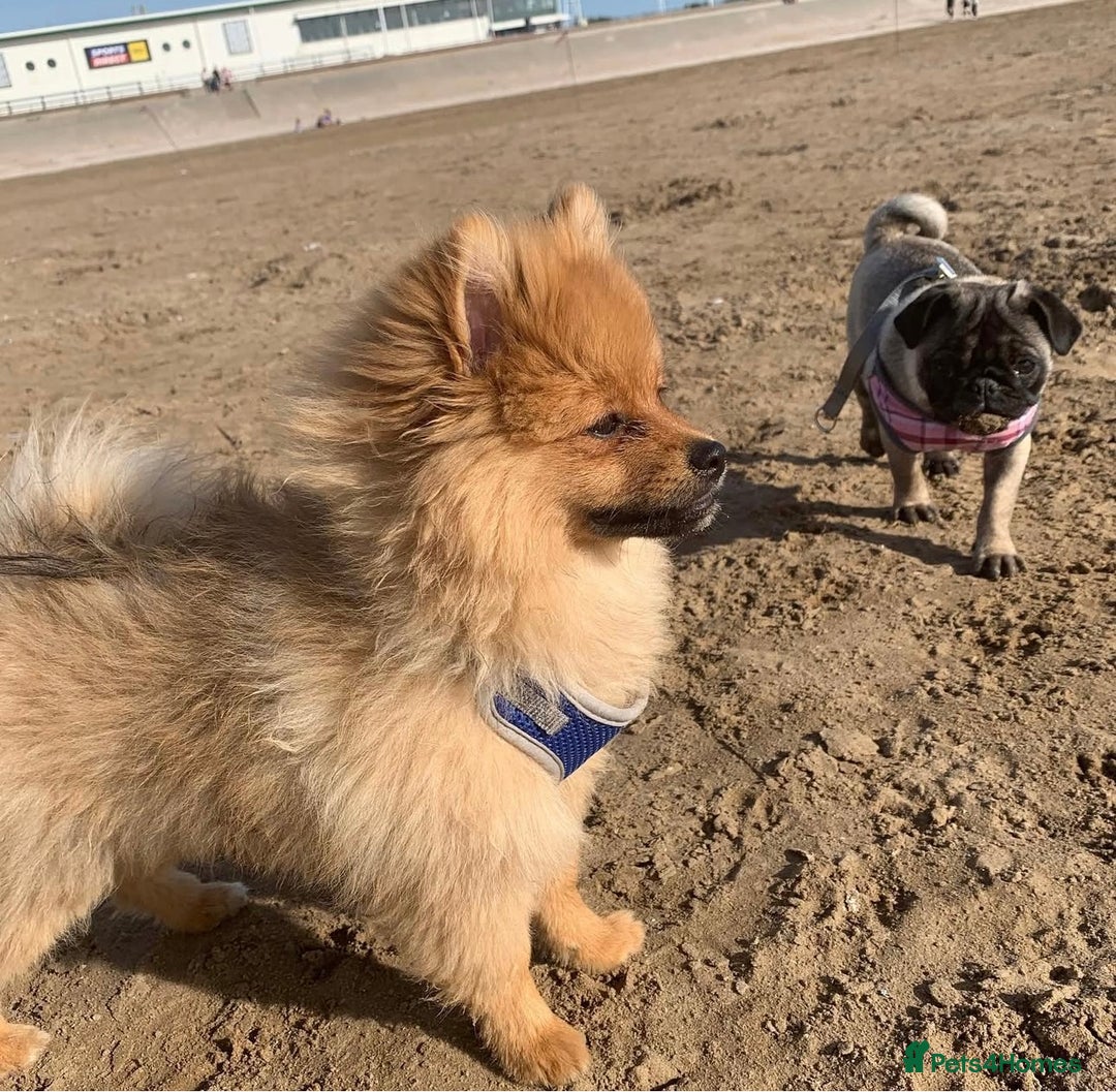 Pomeranian dogs for stud: Pomeranian Stud - Image 5