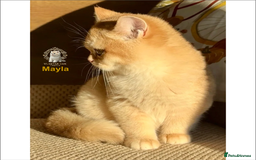 British Shorthair cats for sale: World Class Golden BSH/BLH Chinchilla, Shaded & CP - Image 34