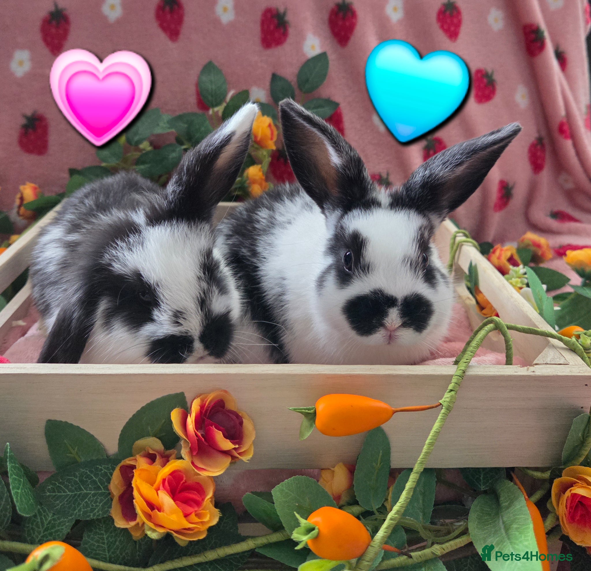 Mini Lop rabbits for sale:  butterfly mini lop Last 2 ☆ 1 doe💗 ☆ 1 buck🩵 - Advert 2
