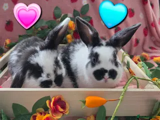 Mini Lop rabbits for sale: butterfly mini lop Last 2 ☆ 1 doe💗 ☆ 1 buck🩵 - Advert 2