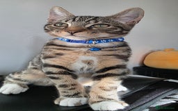 Mixed Breed cats for sale: Mixed boy cat bengal - Image 2