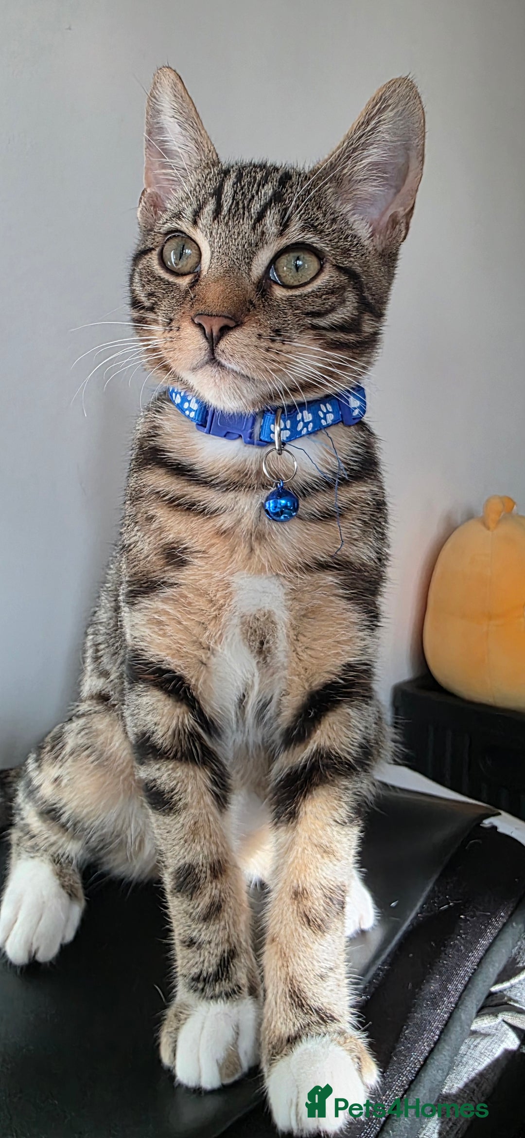 Mixed Breed cats for sale: Mixed boy cat bengal - Image 2