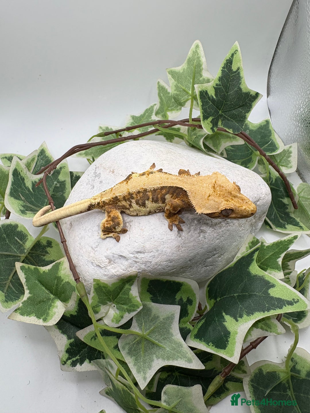 Gecko reptiles for sale: Lily whites and tri colour harliquin  £40/60 - Image 7