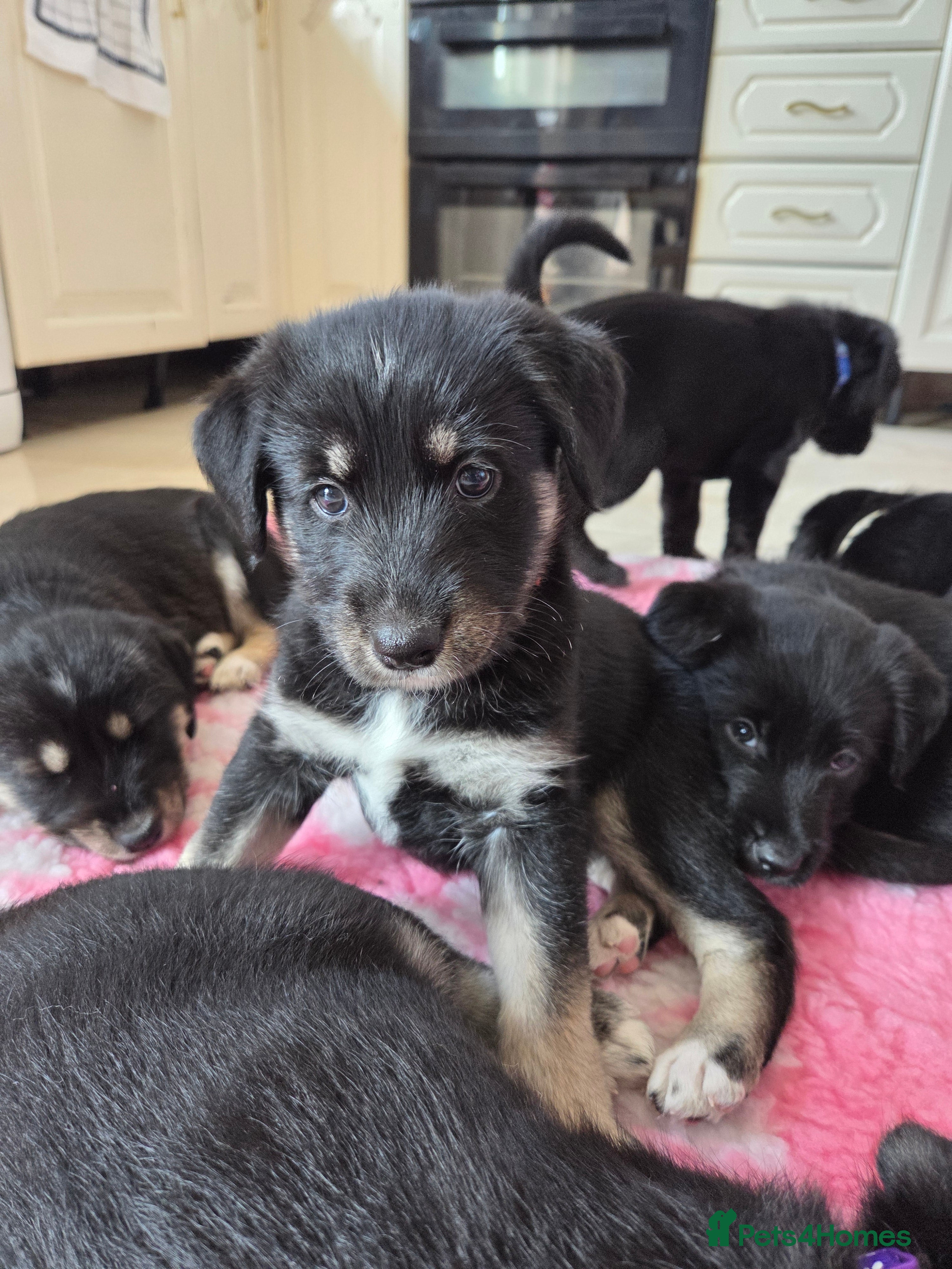 Mixed Breed dogs Beautiful family raised Husky x Springador Puppies - Advert 2