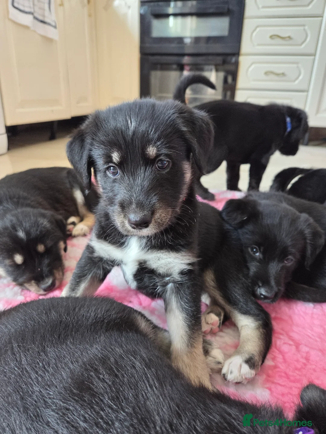 Mixed Breed dogs for sale: Beautiful family raised Husky x Springador Puppies - Advert 1