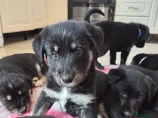 Mixed Breed dogs Beautiful family raised Husky x Springador Puppies - Advert 2