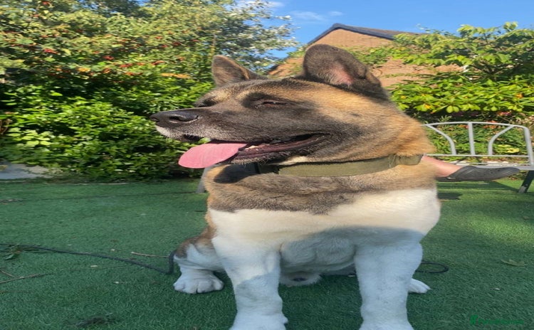 Akita dogs - Advert 3