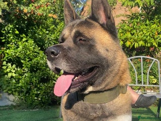 Akita dogs - Advert 3