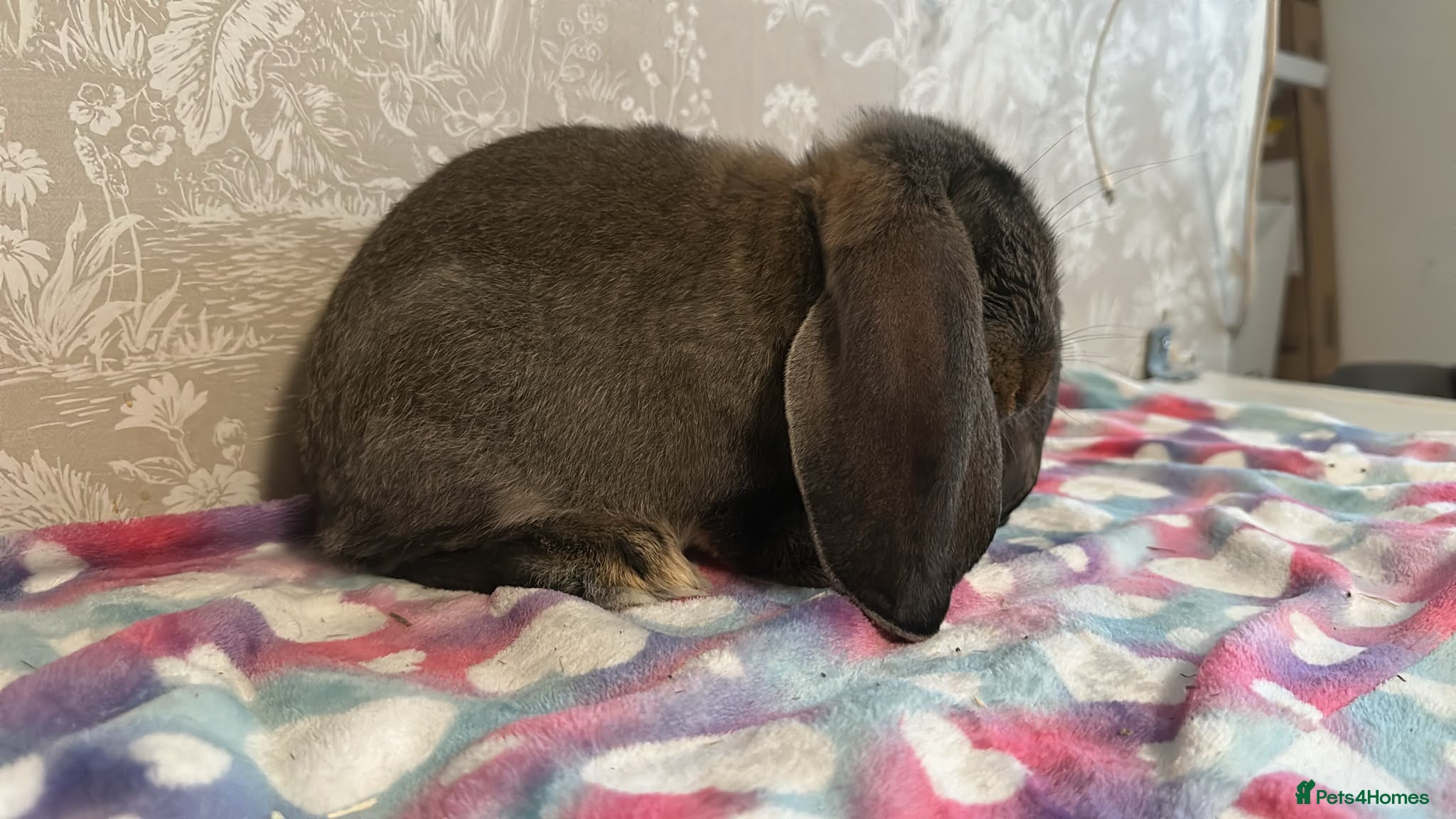 French Lop rabbits French lop - Advert 2