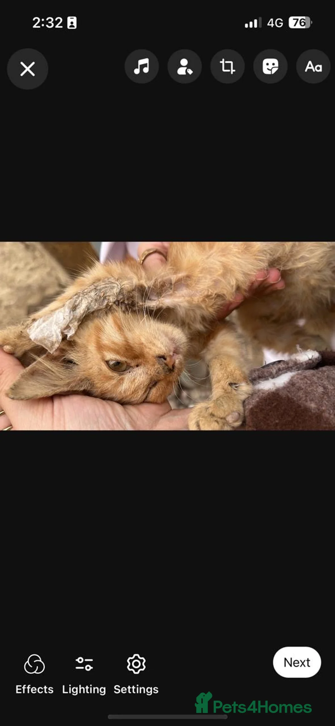 Egyptian Mau cats for adoption: Baby tmtm  - Advert 10