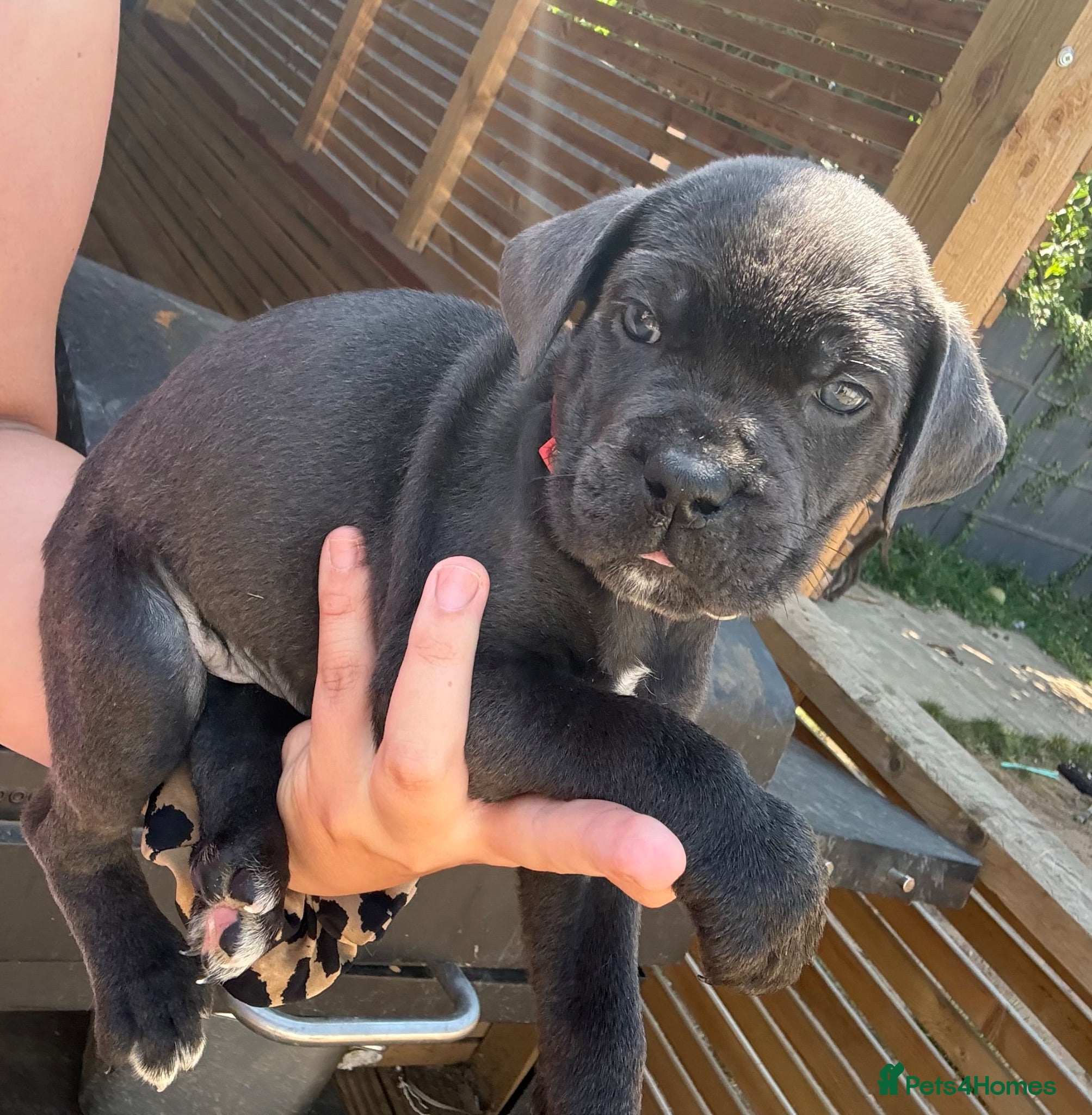 Cane Corso dogs Formentino, brindle, grey cane Corsos 👀🏡❤️ - Advert 1