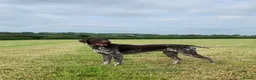 German Shorthaired Pointer dogs for stud: KC Registered GSP For Stud in Barnstaple - Advert 1