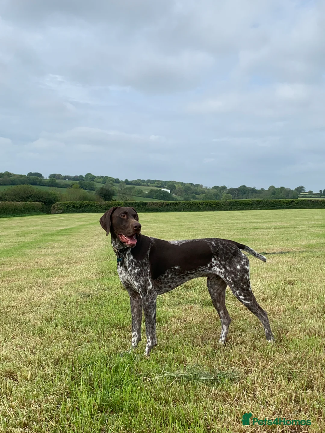 German Shorthaired Pointer dogs for stud: KC Registered GSP For Stud in Barnstaple - Advert 1
