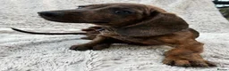 Miniature Dachshund dogs for sale: Only 1 Boy pup left  - Advert 13