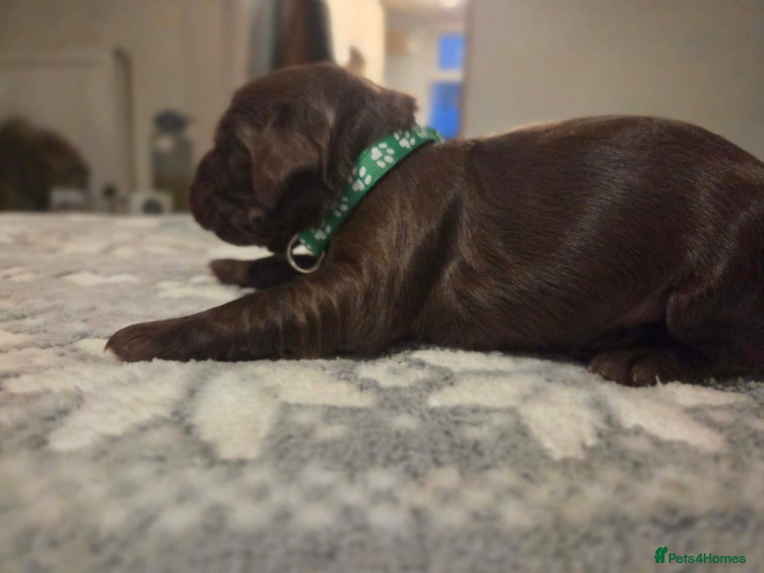 Cocker Spaniel dogs for sale: Working cocker spaniels  - Advert 8