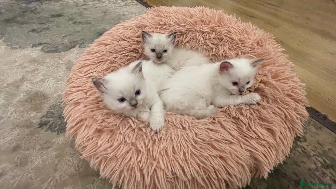 Ragdoll cats for sale: Rag doll kittens  - Image 13