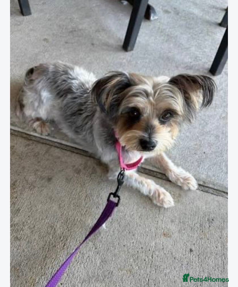 Yorkiepoo dogs for sale: Yorkiepoo girl 5 years old  - Advert 1