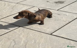 Miniature Dachshund dogs for sale: KC Reg Red Brindle female PRA Clear - Image 2