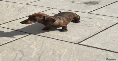 Miniature Dachshund dogs - Advert 10