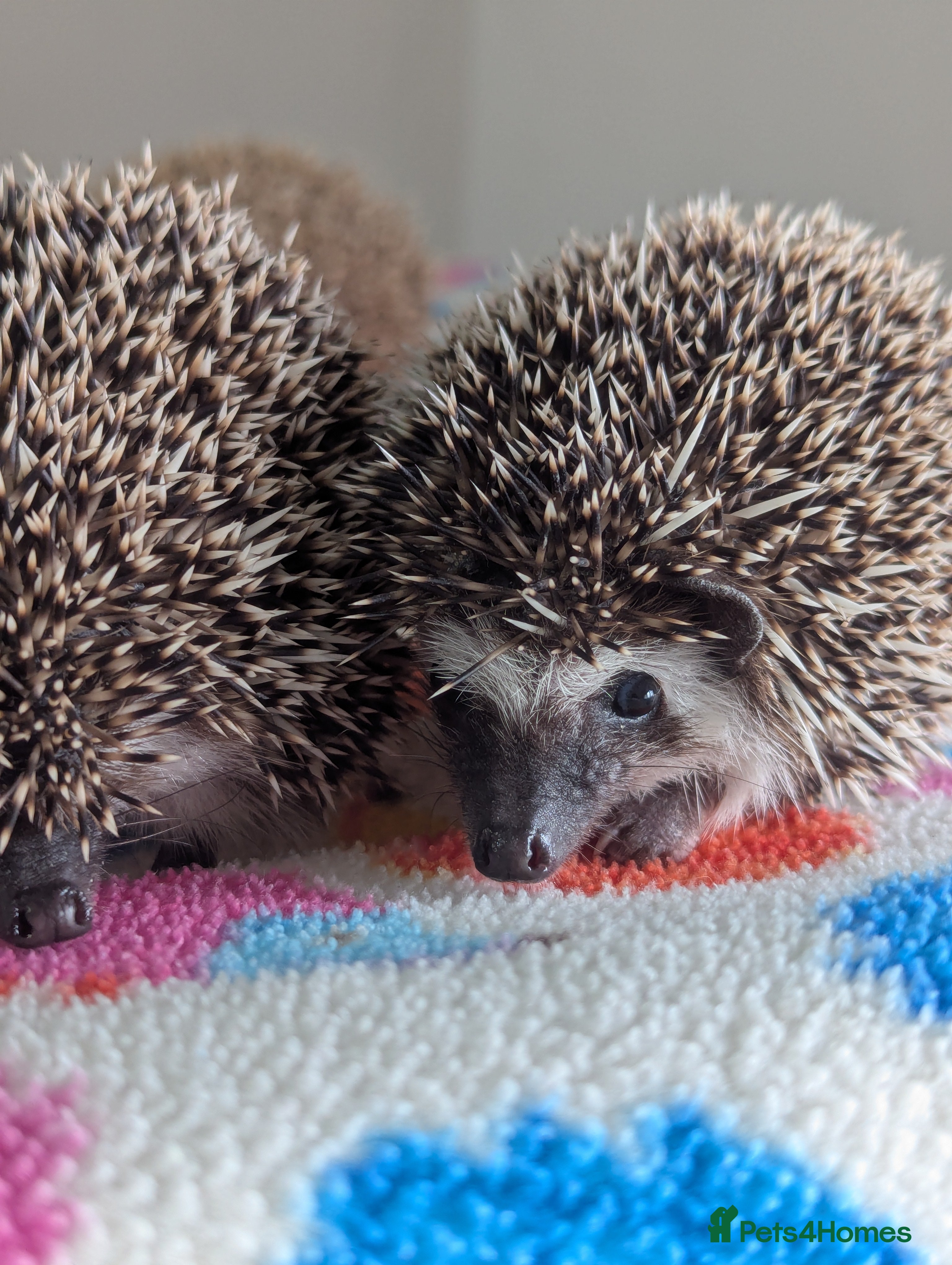 Pygmy Hedgehog rodents Beautiful Baby Hoglets/Ready Now - Advert 2