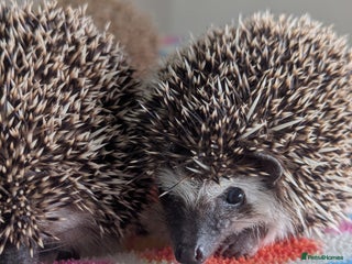 Pygmy Hedgehog rodents Beautiful Baby Hoglets/Ready Now - Advert 11