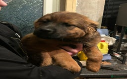 Mixed Breed dogs for sale: Rottweiler x Akita  mastiff pups - Advert 19