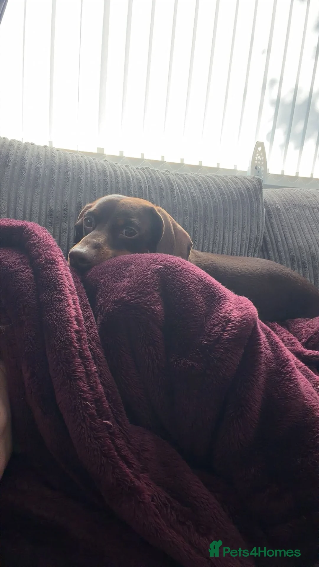 Miniature Dachshund dogs for sale: 2 year old miniature dachshund  - Advert 4