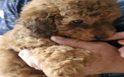 Toy Poodle dogs for sale: KC Toy Poodles, health tested, champion bloodline - Image 10