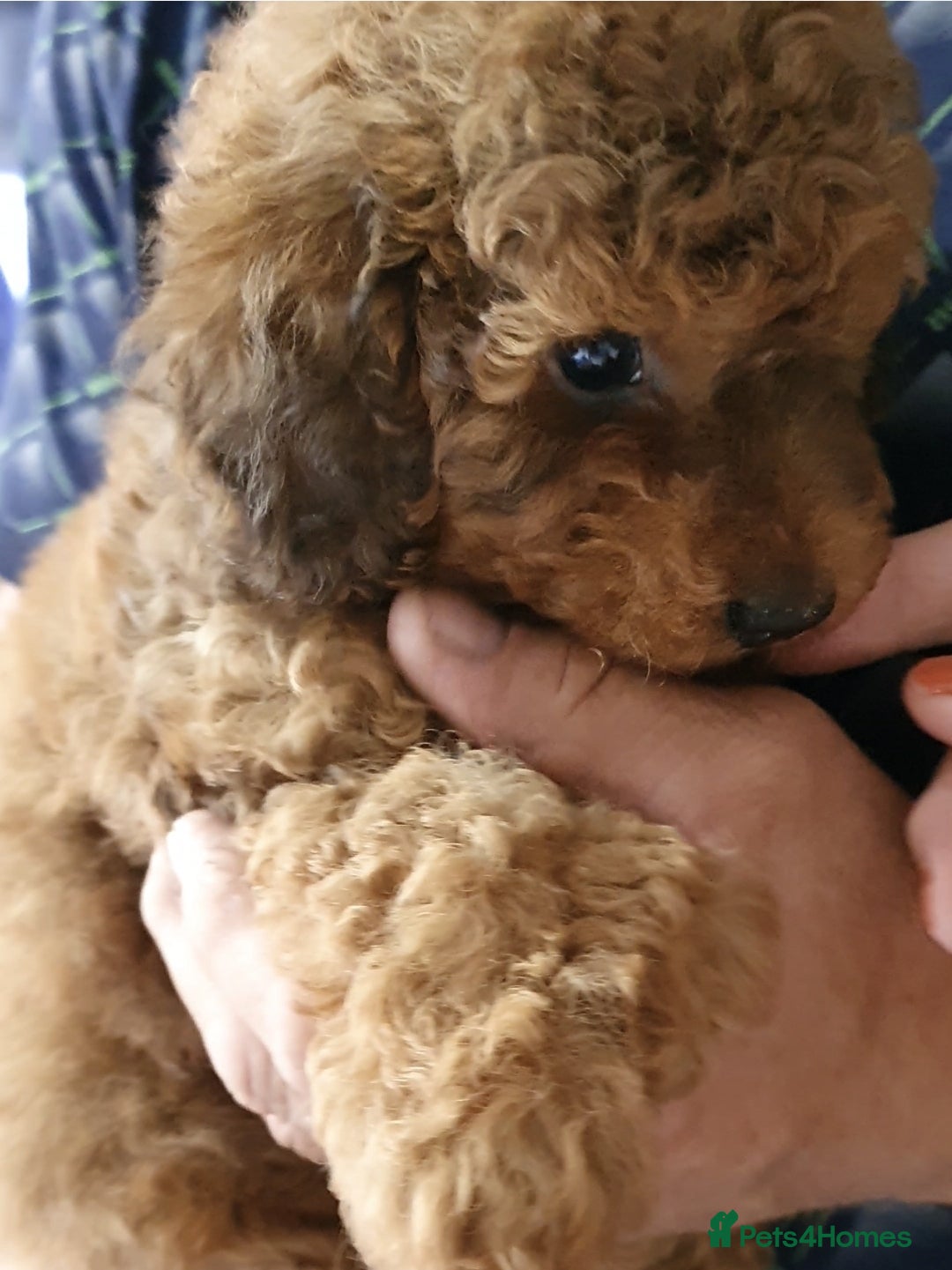 Toy Poodle dogs for sale: KC Toy Poodles, health tested, champion bloodline - Image 10