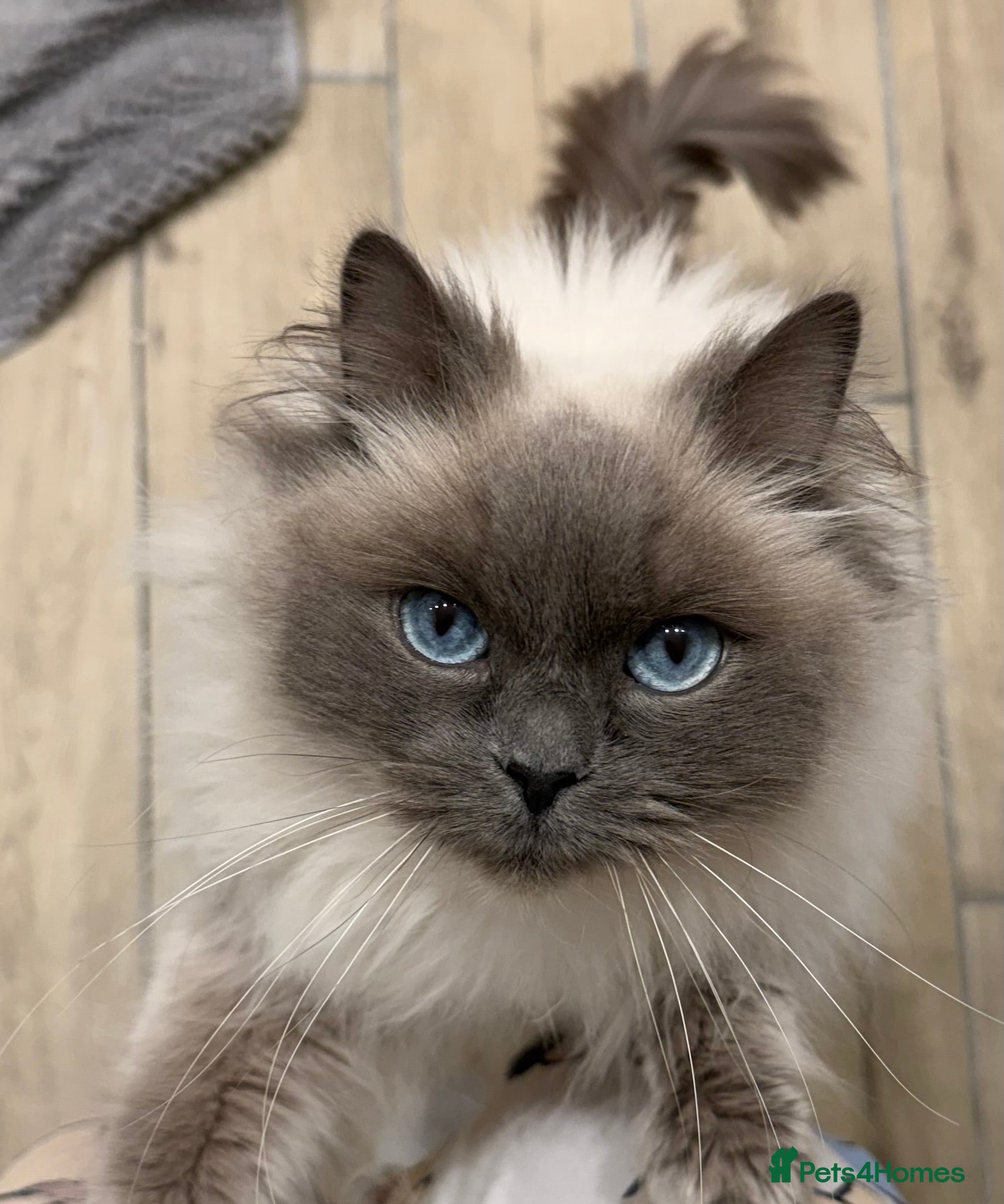 Ragdoll cats Ragdoll female looking for her forever home - Advert 4