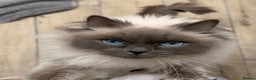 Ragdoll cats for sale: Ragdoll female looking for her forever home - Advert 1