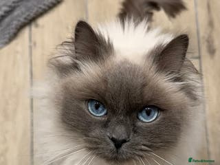 Ragdoll cats Ragdoll female looking for her forever home - Advert 5