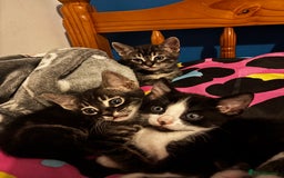Bengal cats for sale: BENGAL❌KITTENS - Image 1
