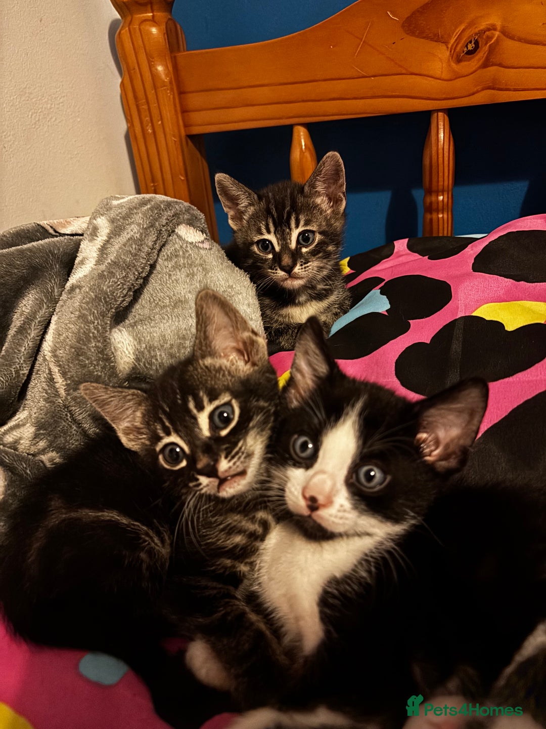 Bengal cats for sale: BENGAL❌KITTENS - Image 1
