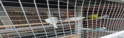 Budgerigars birds for sale: Aviary of Healthy Mixed Budgies/Selling The Group in Leicester - Advert 2