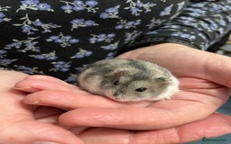 Hamster rodents for sale: Baby Winter White Russian hamsters from show stock - Image 26