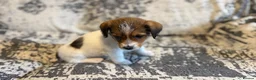 Jack Russell dogs for sale: Jack Russel puppies in Manchester - Advert 14