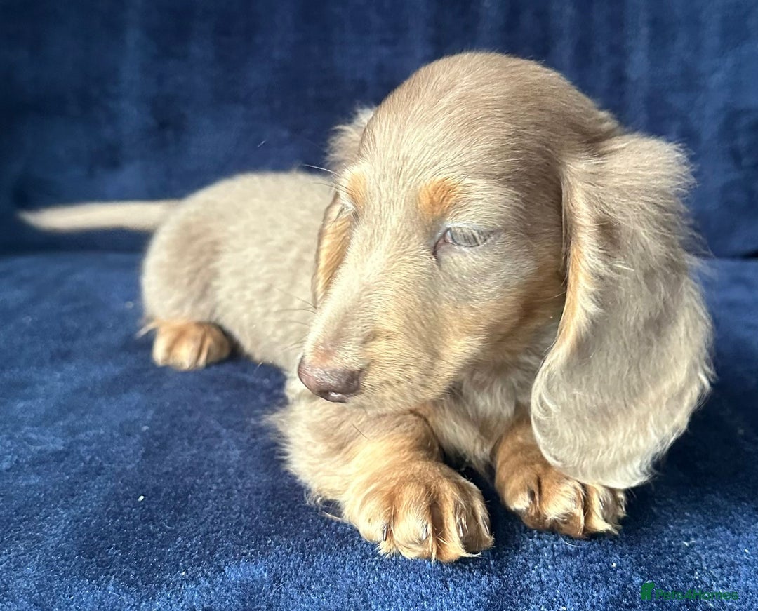 Miniature Dachshund dogs for sale: Isabella long haired boy available  - Advert 7