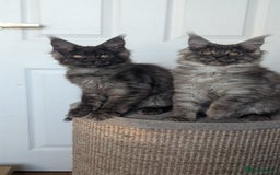 Maine Coon cats for sale: Maine coon kittens, Tica registered  - Image 18