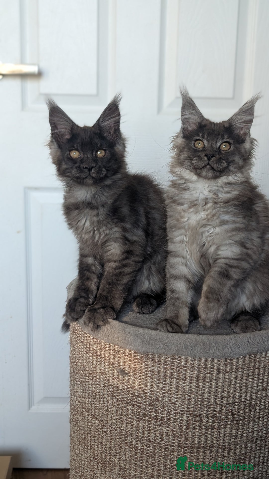 Maine Coon cats for sale: Maine coon kittens, Tica registered  - Image 18