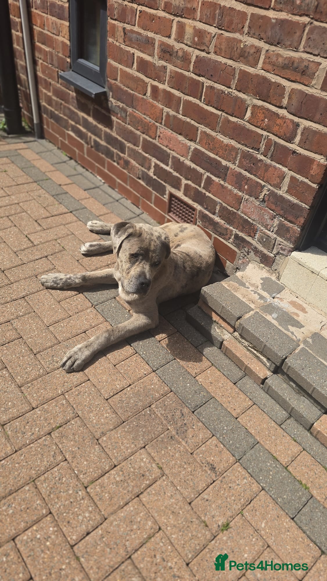 Cane Corso dogs for sale: Beautiful cane corso Male - Advert 6