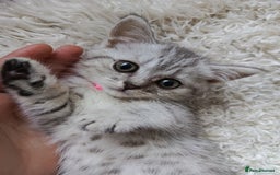 British Shorthair cats for sale: PUre tabby British short hair kittens - Image 14