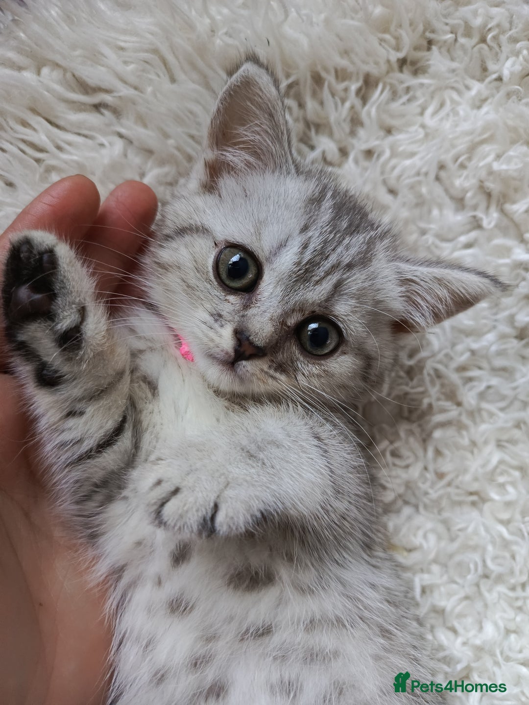 British Shorthair cats for sale: PUre tabby British short hair kittens - Image 14