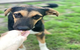 Mixed Breed dogs for adoption: 💙🐶 BRUNO 🐶💙 - Image 13